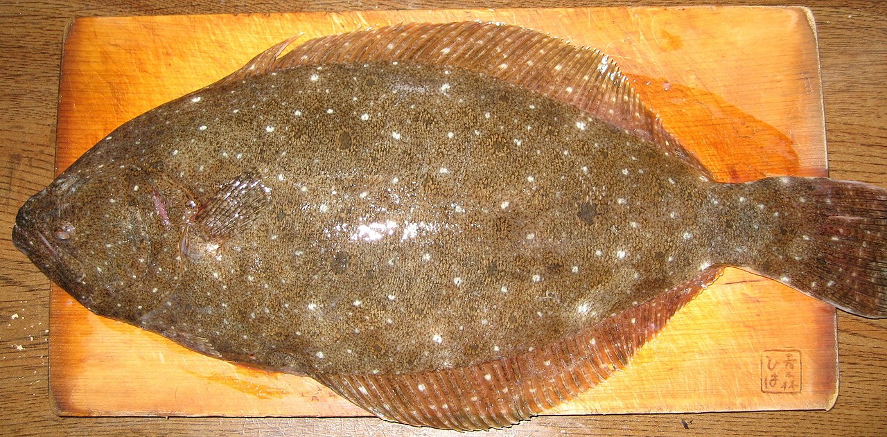 魚偏の魚「鮃」|アキヒロ号 ブログ